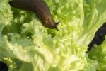 Slug On Green Lettuce Plant
