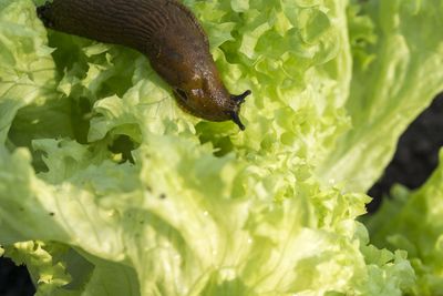 Slug On Green Lettuce Plant