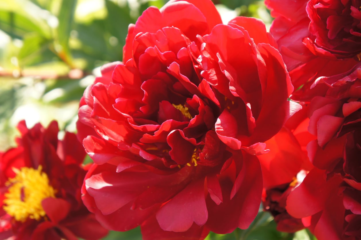 Planting Red Peonies Learn About Growing Red Peony Flowers