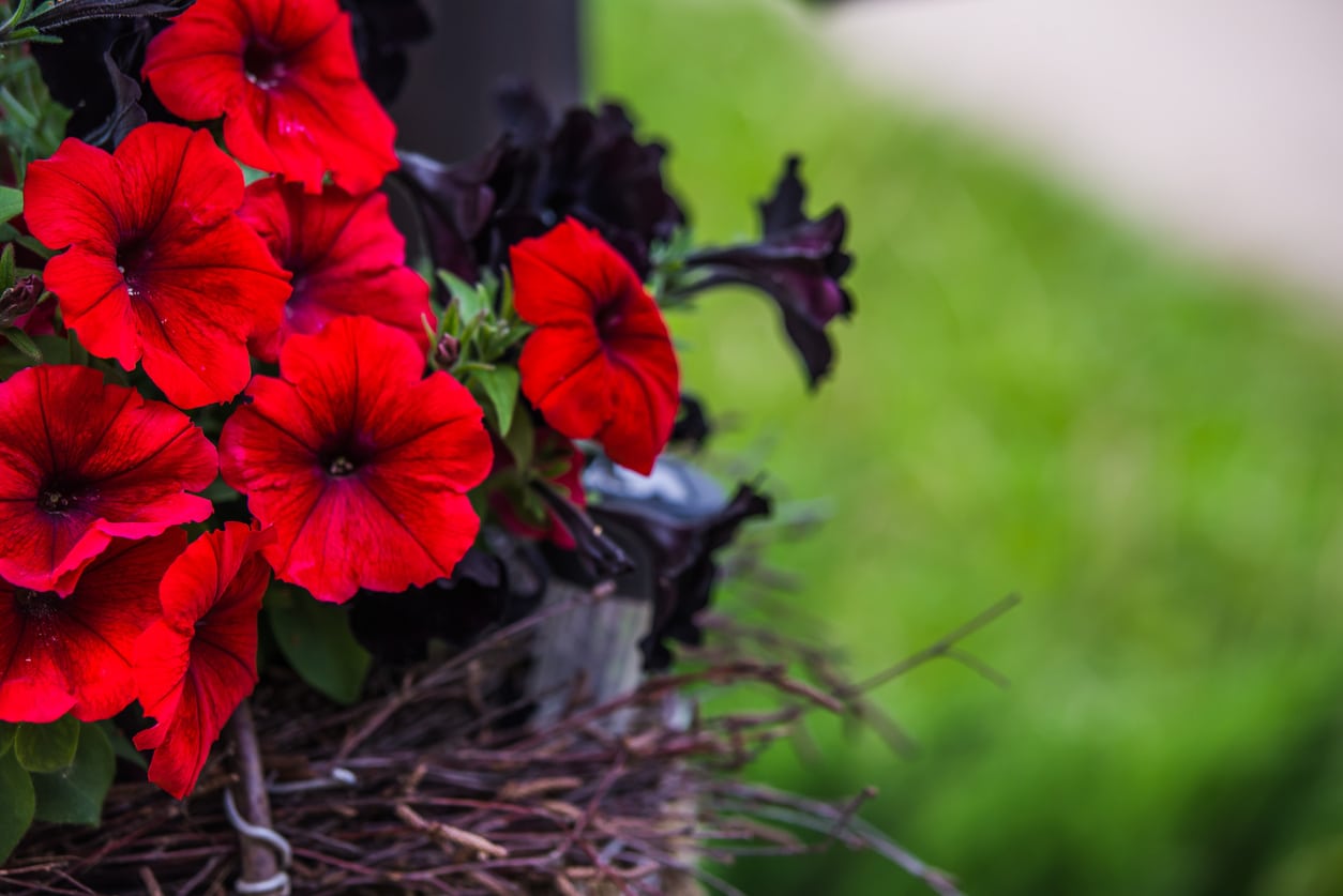 Image of Petunias red flowers