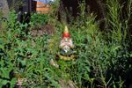 Garden Gnome In Weeds