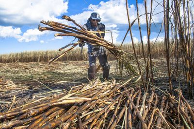 Person Harvesting Sugarcane Plants