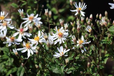 White Aster Flowers