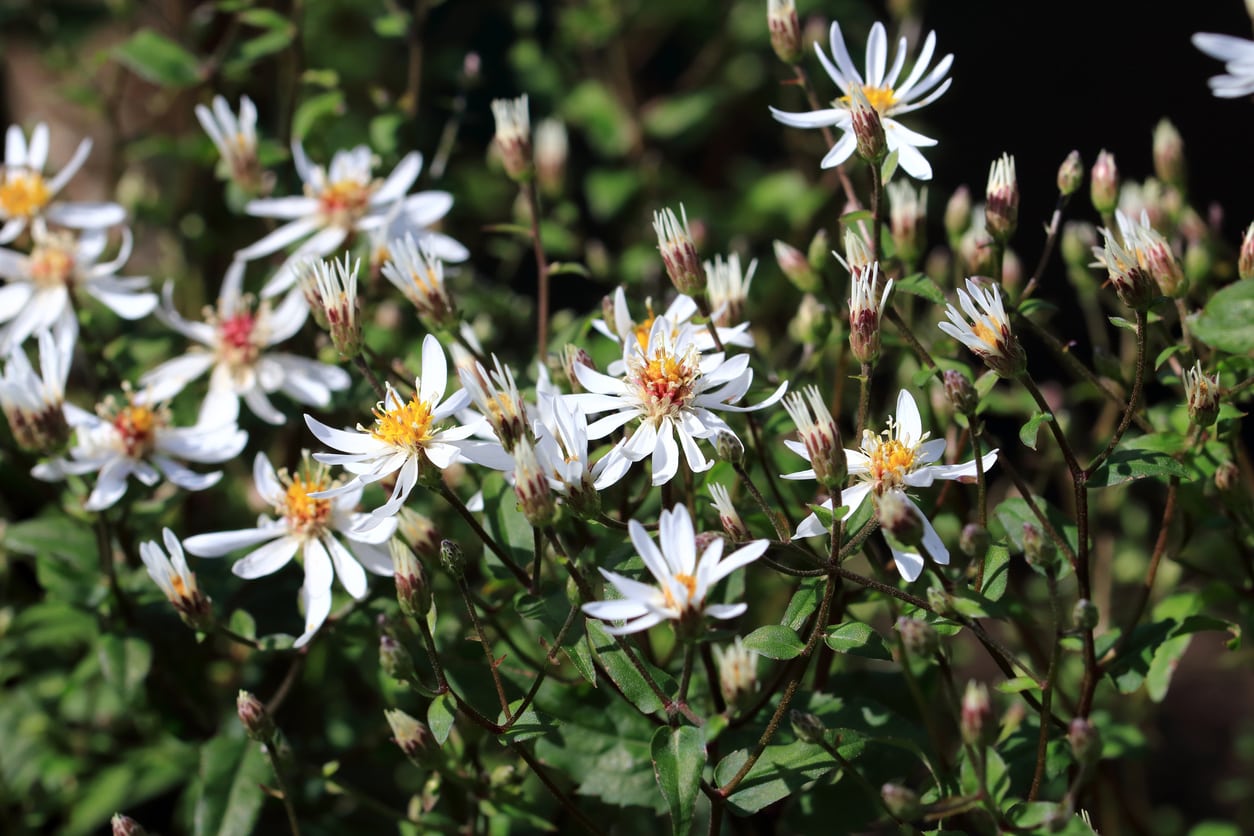 Choosing White Aster Flowers What Are Some Types Of White Aster Plants