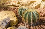 Two Astrophytum Cacti