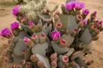 Blooming Beavertail Prickly Pear Cactus