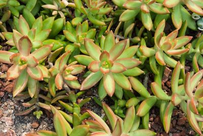 Copperstone Succulent Plants