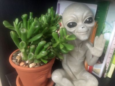 Potted ET's Finger Crassula Plant Next To Alien Statue