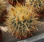 Ferocactus Chrysacanthus Cacti