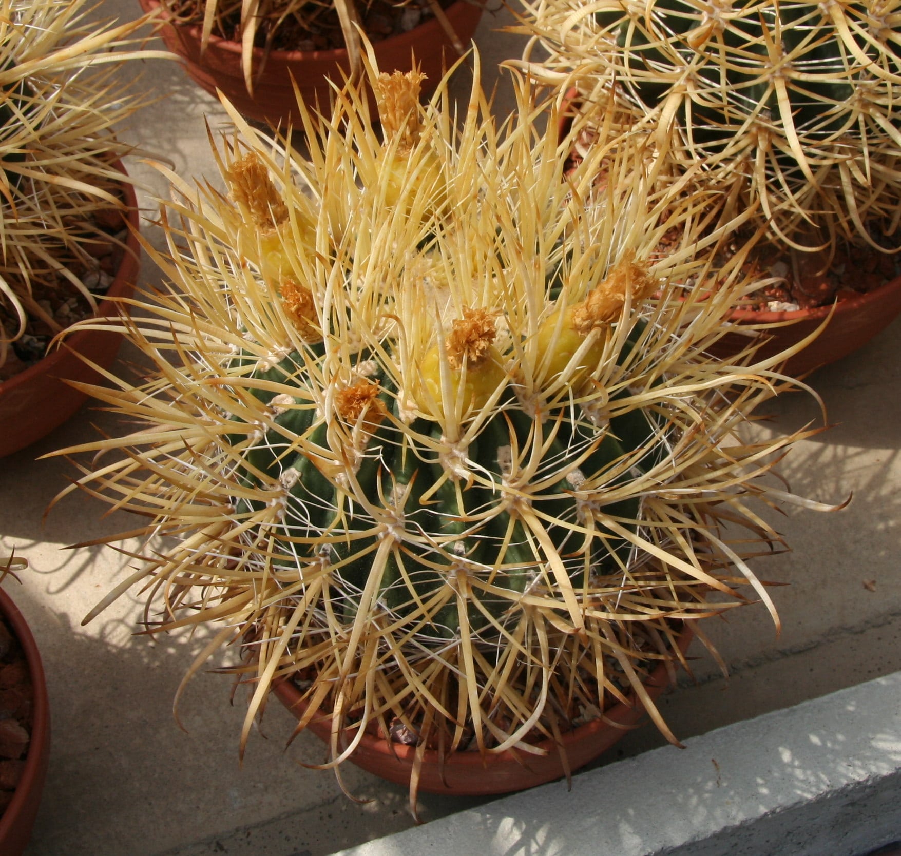 50 semi di Ferocactus chrysacanthus piante grasse,seed cactus