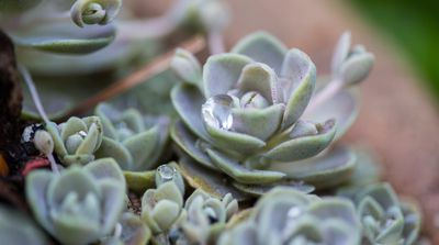 Water Droplets On Sedeveria Succulent Plants