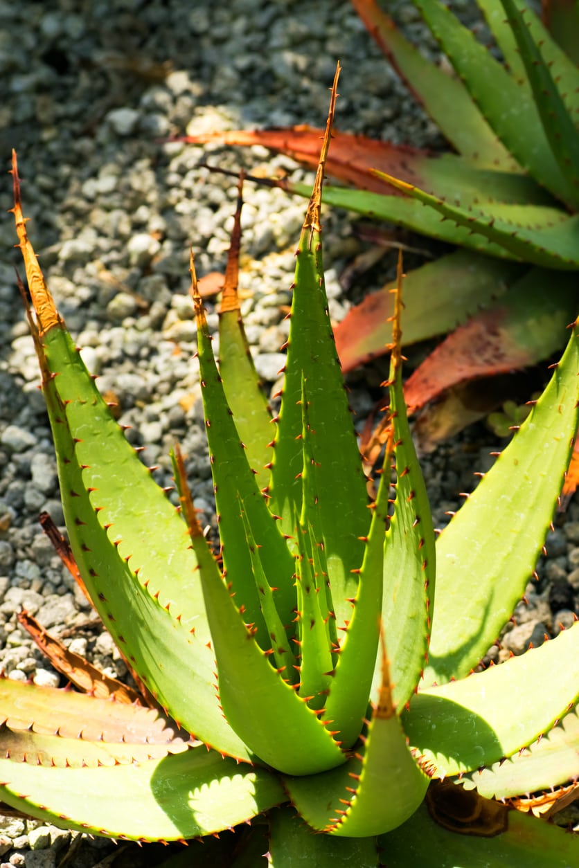 Aloe Vera Gél – házilag, egyenest a növényből | Lukrécia kencéi