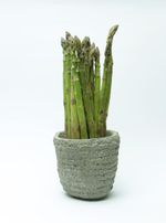 Asparagus Growing in a Pot