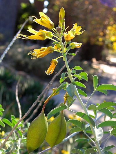 Yellow Bladderpod Plant
