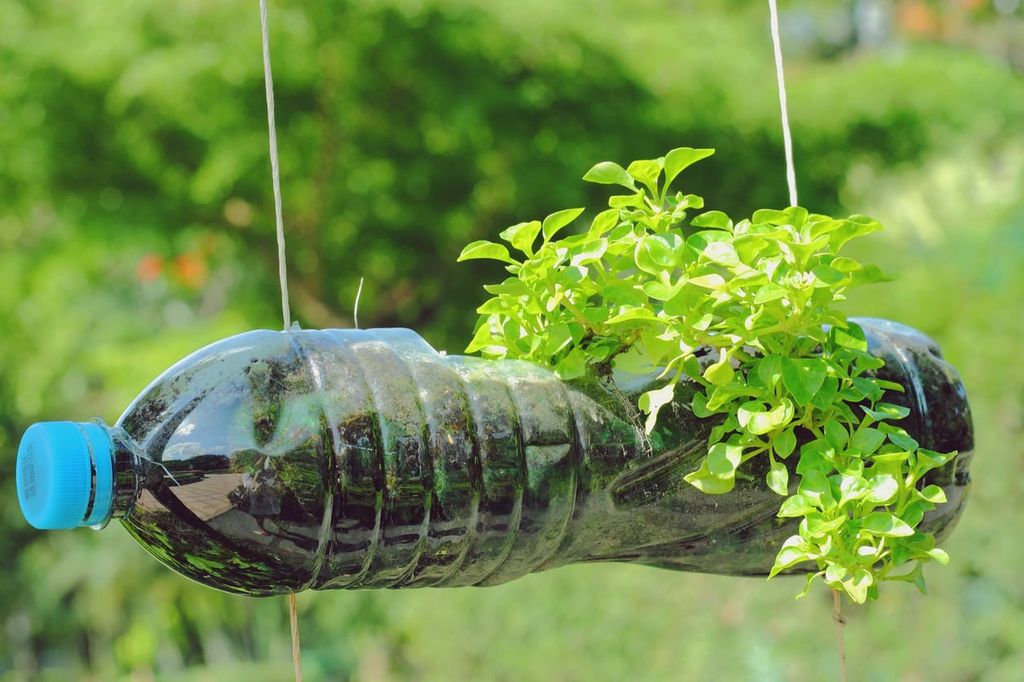 Plastic Water Bottle Used As A Planter
