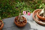 Potted Small Desert Rose Plant