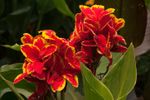 red and yellow flowering canna lilies