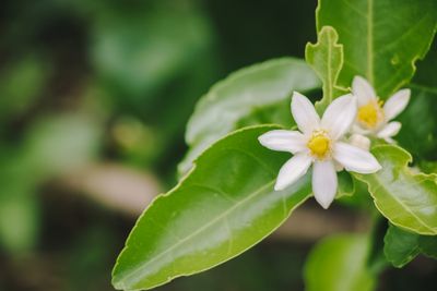 Close Up Of Lemon Tree With White Flowers
