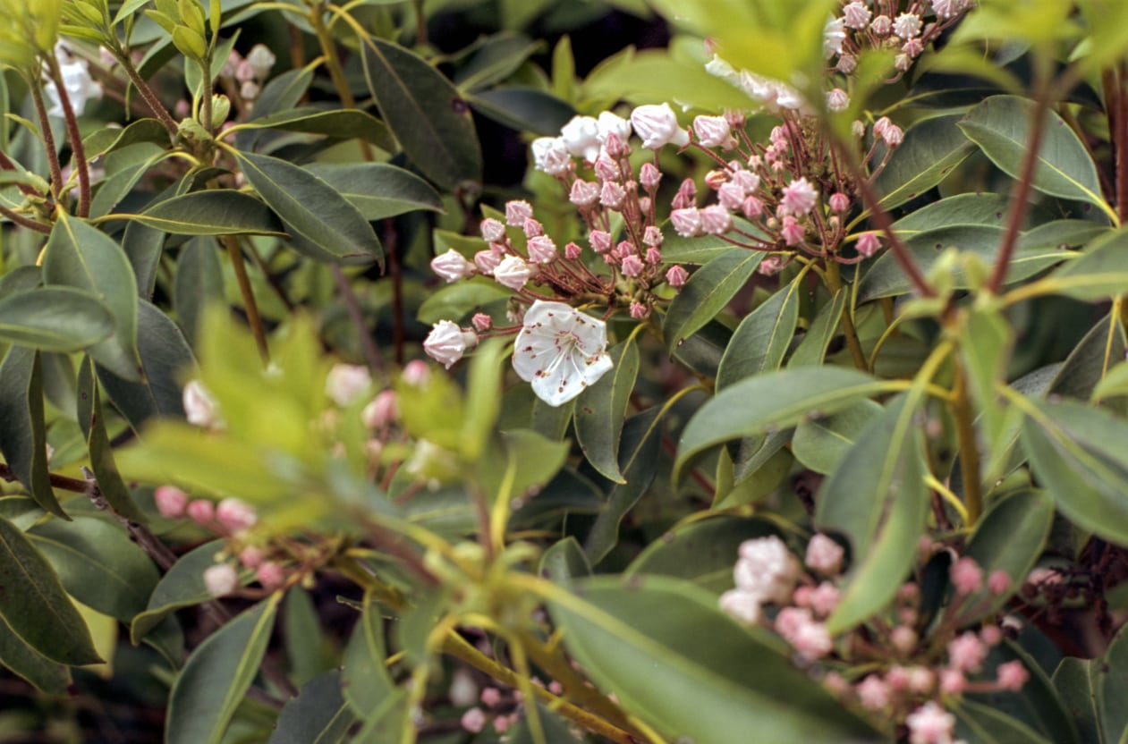 mountain-laurel-cold-hardiness-how-to-care-for-mountain-laurels-in-winter