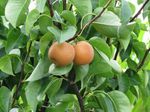 Asian Pear Ichiban Nashi Tree