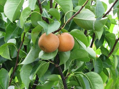Asian Pear Ichiban Nashi Tree