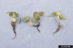 pansy root rot