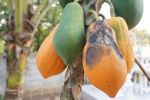 papaya anthracnose