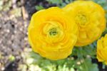 Bright Yellow Persian Buttercup Plants