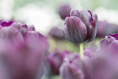 Purple Cottage Tulip Flowers