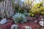 Garden Full Of Large Succulent Plants And Cacti