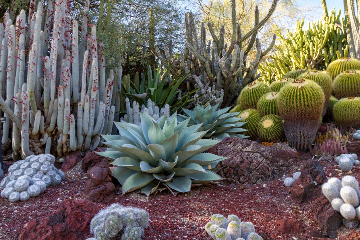 Desert Garden Ideas Tips For, High Desert Landscaping Ideas
