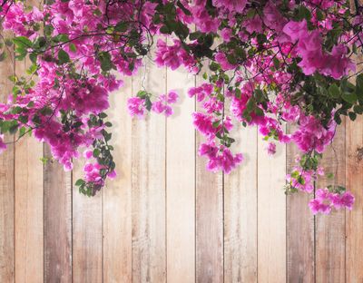 Pink Flowered Vines Over A Wooden Fence
