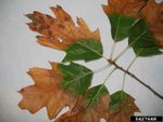 Green Leaves Turning Brown From Oak Bacterial Leaf Scorch