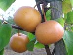 Large Chojuro Asian Pears On Tree