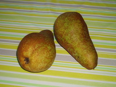 Two Concorde Pears