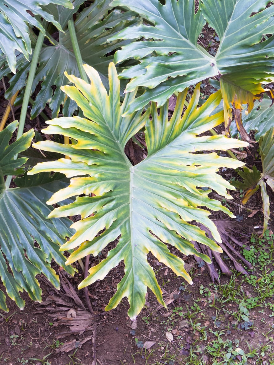 Split Leaf Philodendron Care Learn About Growing A