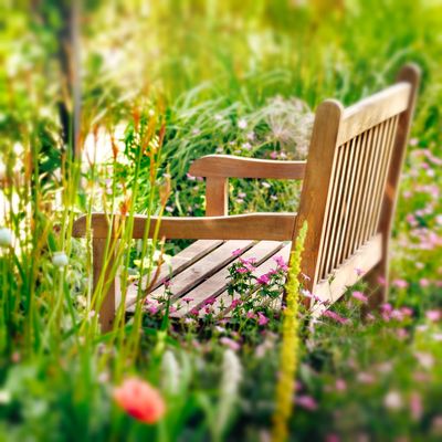 Wooden Bench Surrounded By Garden Plants