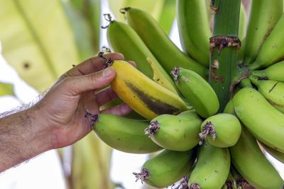 Hand Picking A Banana