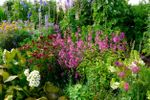 Colorful Bedhead Garden