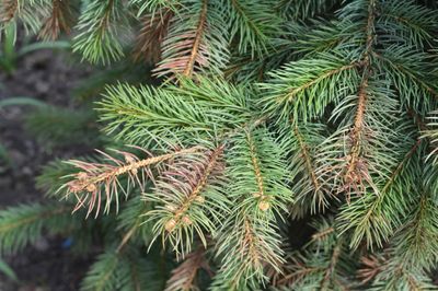 Brown And Green Conifer Pine Needles