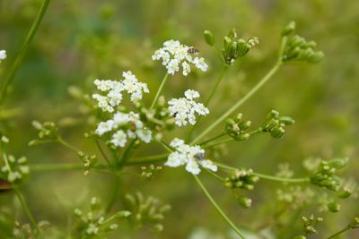 Insects On Caraway Plant
