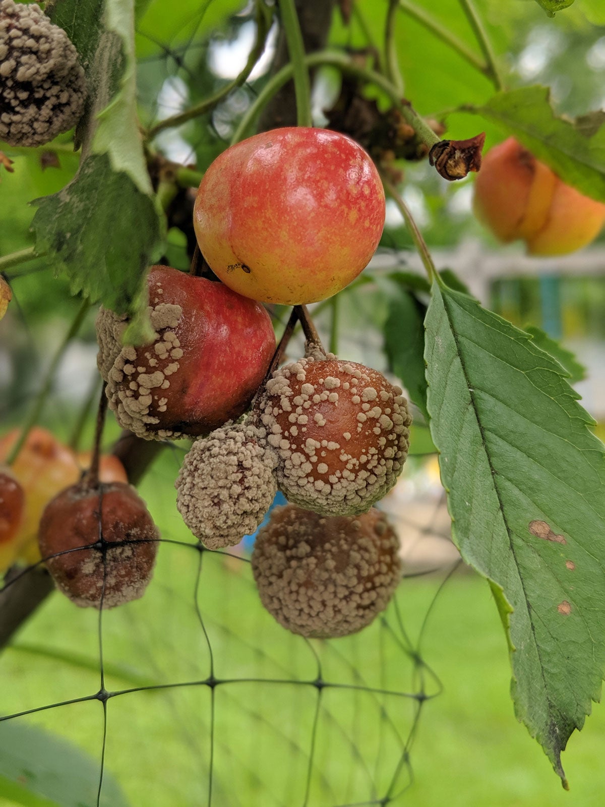 ¿Qué causa que la fruta se pudra en los árboles?