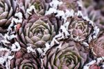 Purple Succulents Covered in Snow