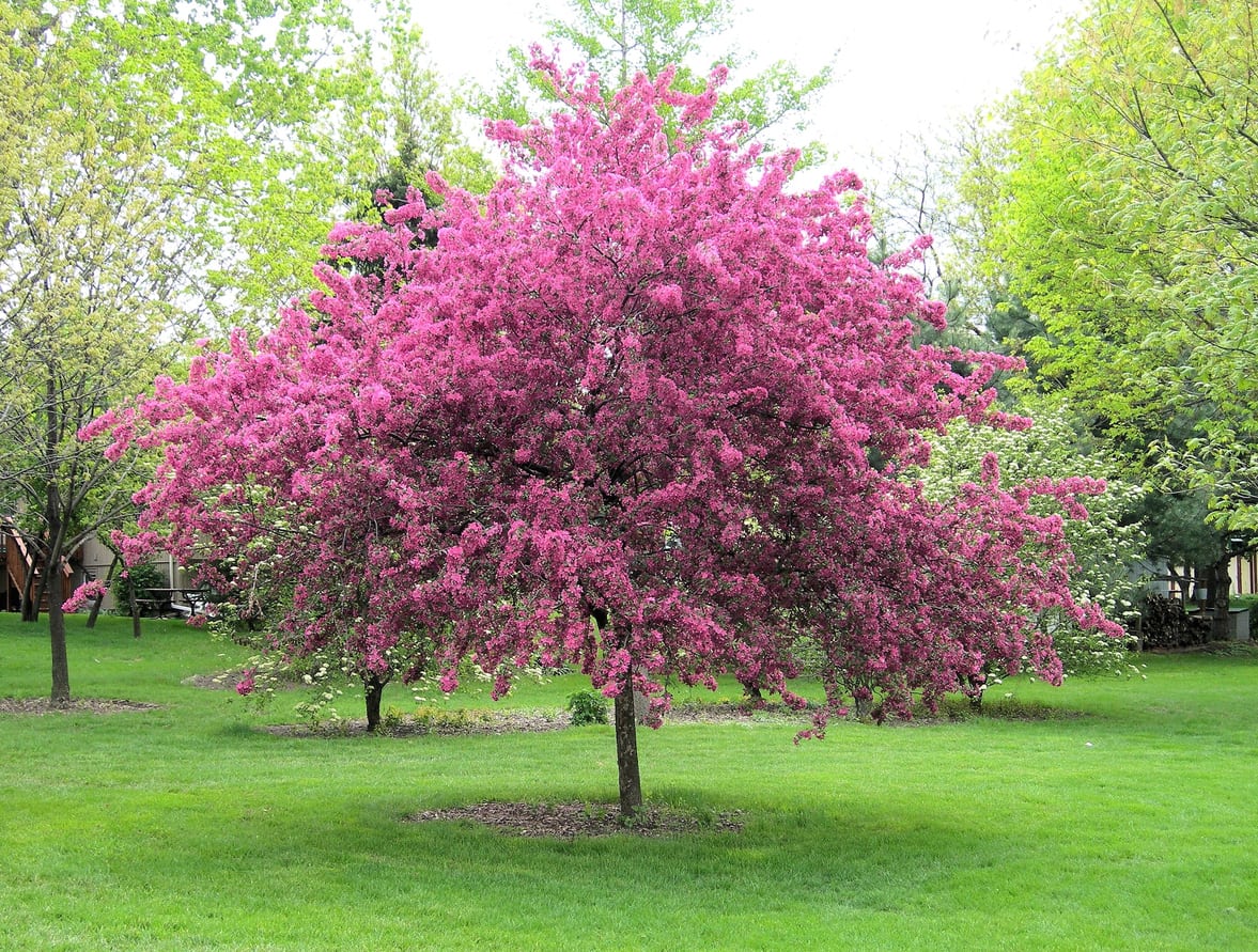 Crabapple Fertilizer Needs – How Much Should You Be Feeding A ...