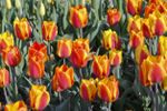 Field Of Fosteriana Tulips