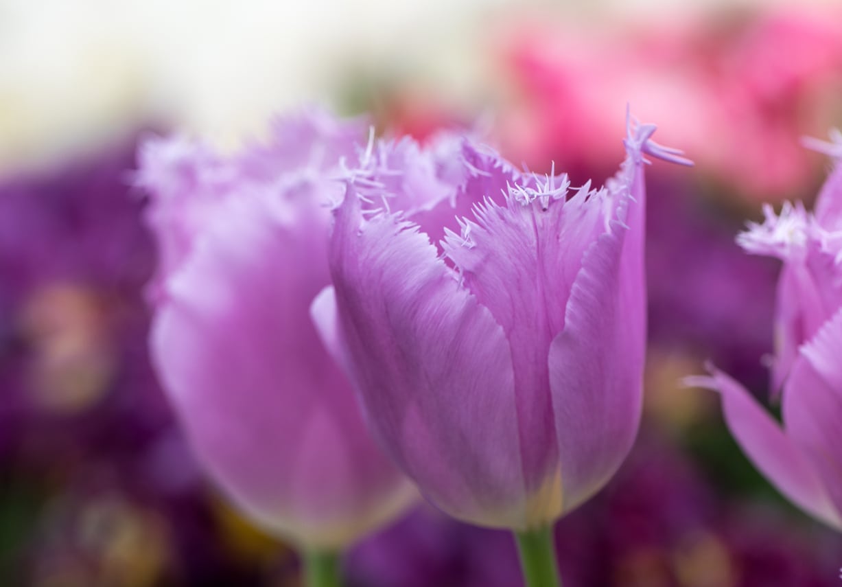 What Is A Fringed Tulip – How To Grow Fringed Tulip Varieties In ...