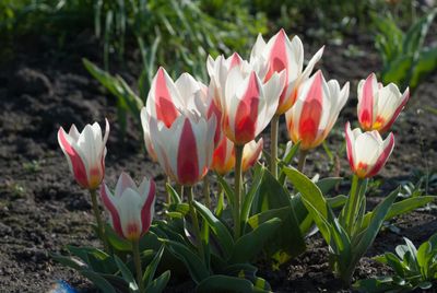 Greigii Tulips In The Garden