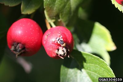 Mayhaw Fruit With Damage From An Insect