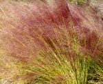 Tall Muhly Grass