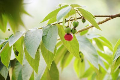 Few Berries On A Panama Berry Tree